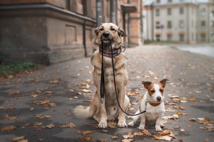 犬を散歩させる犬