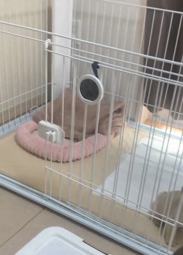 開いた扉のあるケージ