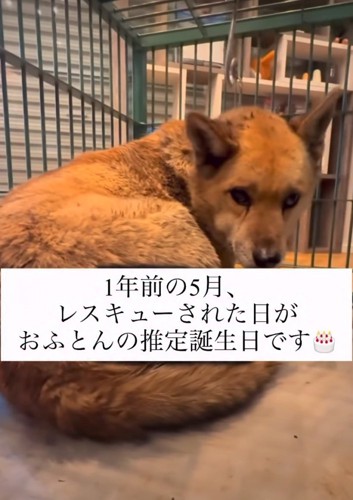 保護された犬