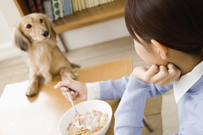 テーブルに手を置いて食事をする女性を見つめるダックスフンド