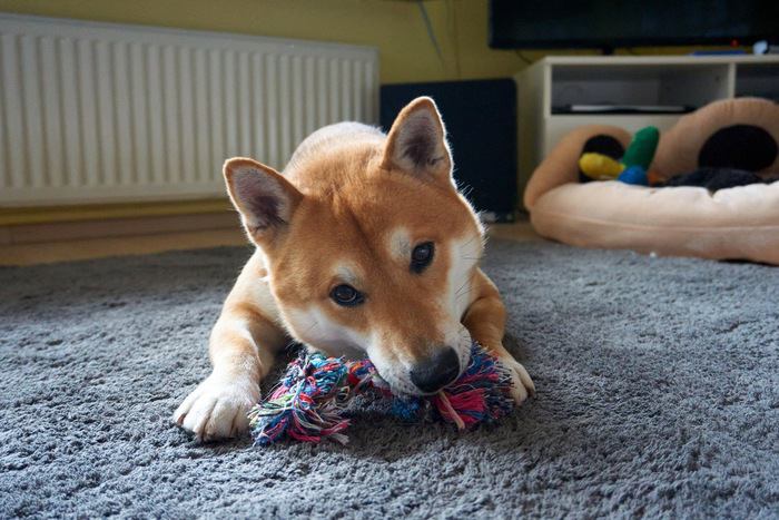 ロープのおもちゃと柴犬