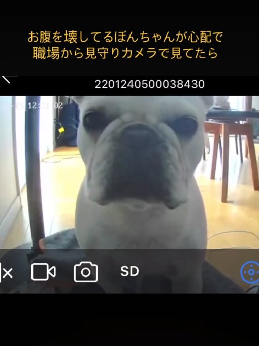 見つめる犬1