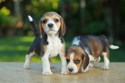 こちらを見る２匹のビーグルの幼犬