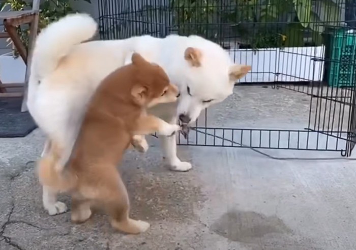 子犬に抱きつかれる白柴