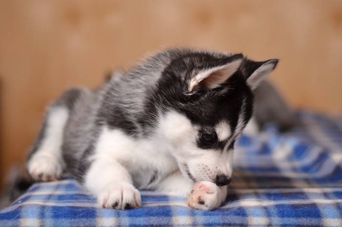 自分の足を舐める子犬