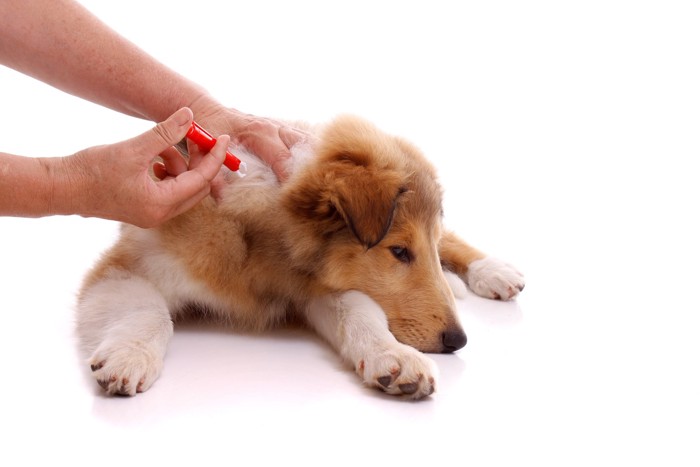 注射される犬