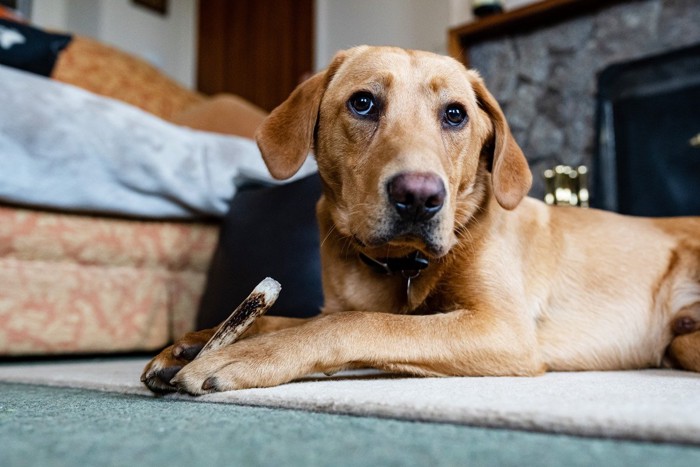 ガムを両手で持つ犬