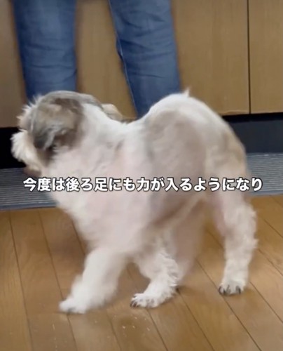 まだおぼつかない足取り