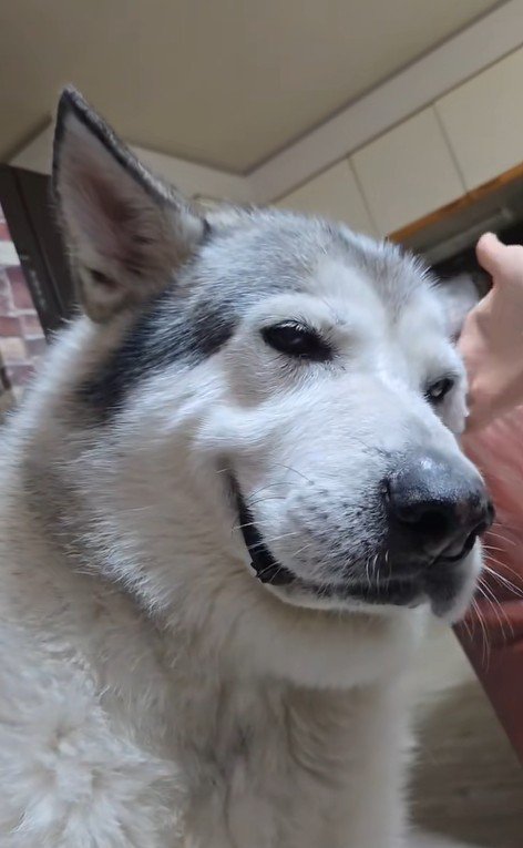 耳掃除中のアランちゃん8