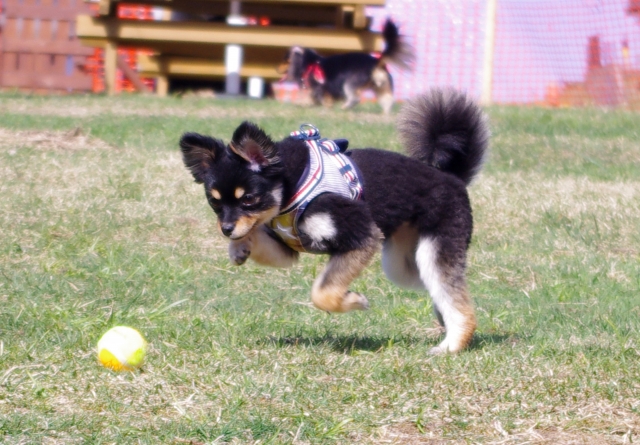 #ボールを追いかける犬#