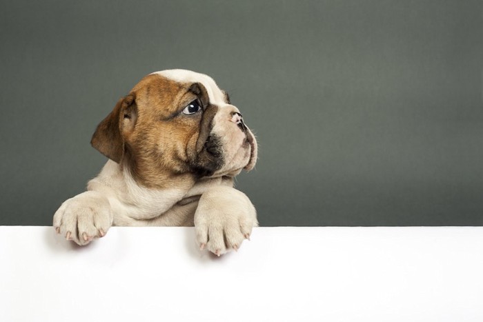 壁に手をかけるイングリッシュブルドッグの子犬