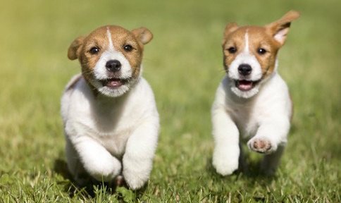 走る2頭の子犬