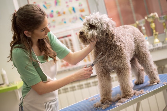 女性とトリミング中の犬