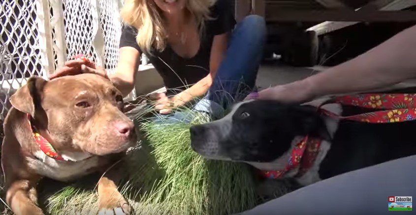 人と犬が集合