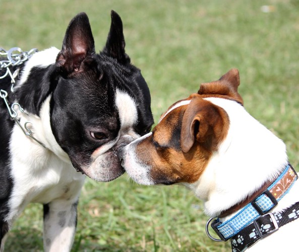 散歩中に犬同士の挨拶をする2匹