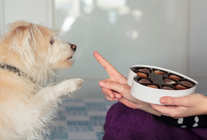 チョコレートをおねだりする犬と制止する飼い主の手