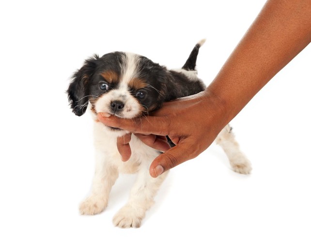 飼い主の指を噛んでいる子犬