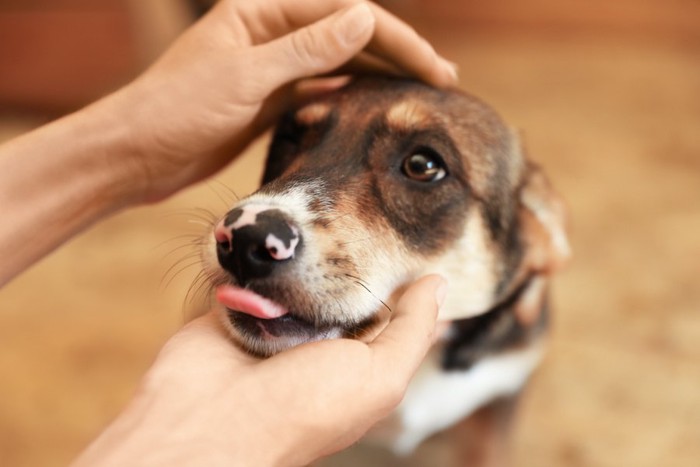 撫でられて飼い主を見上げる犬