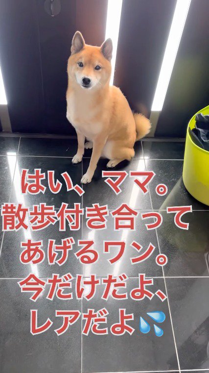 玄関に座る犬