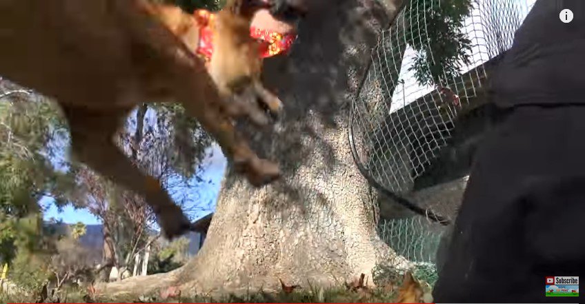 赤いひもをつけてジャンプする犬