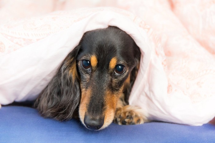 布団から顔だけ出した犬