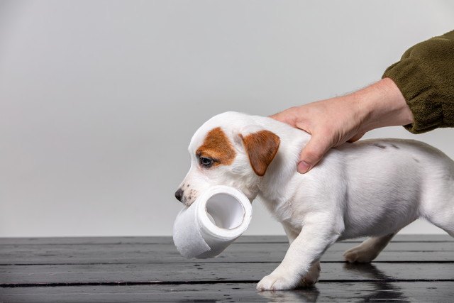 トイレットペーパーを咥える犬