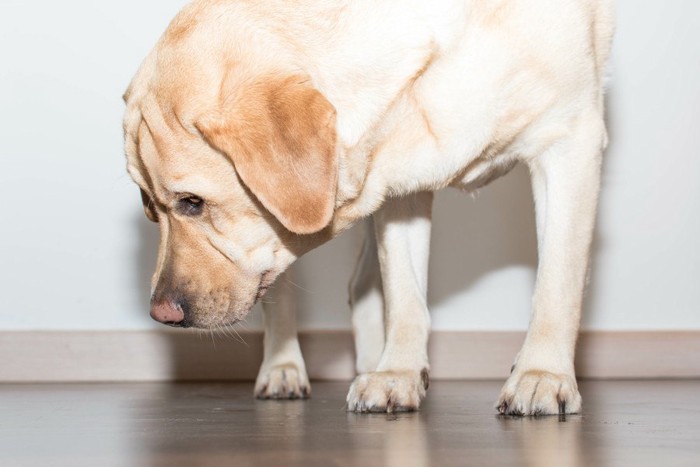 床を見る犬