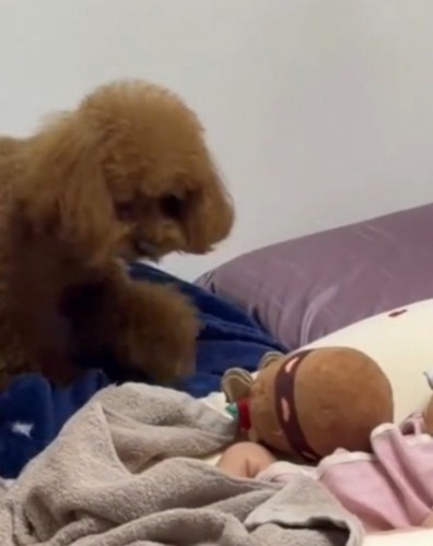 赤ちゃんのそばに立つ犬