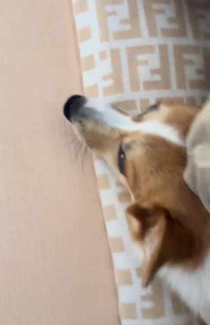 布団から出てきたラムちゃん
