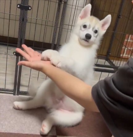 まさかの両手