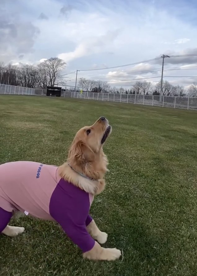 空中のおもちゃに狙いを定める犬