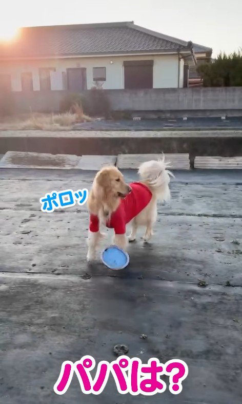 フリスビーをポロッと落として…