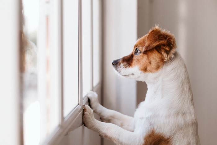 手をついて立ち、窓の外を見ている犬