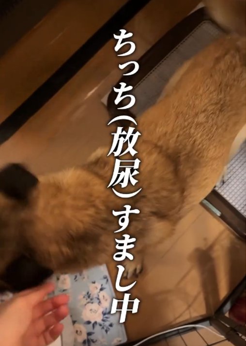 トイレをする犬