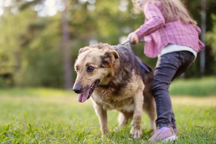 散歩中リードを引っ張る犬