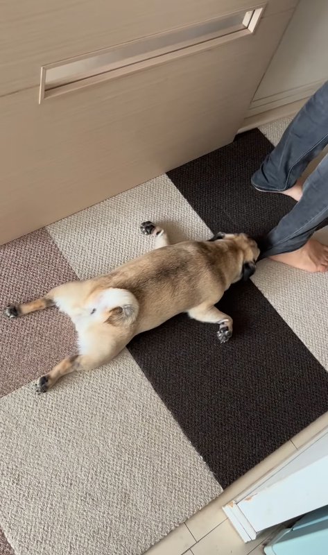 引きずられる小型犬