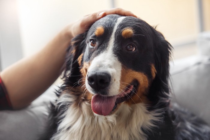 犬の頭を撫でる、顔のアップ