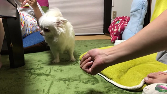 よそ見する犬とグーの手