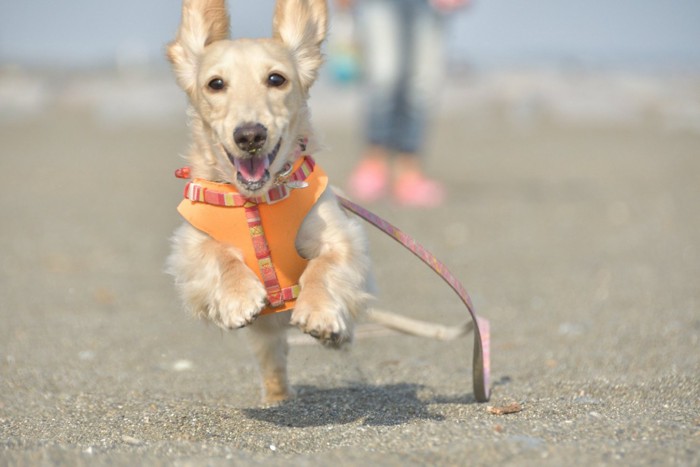 真っ直ぐ走ってくる犬