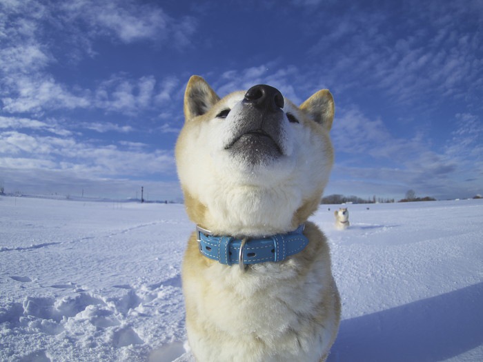 おすわりをしてドヤ顔の犬