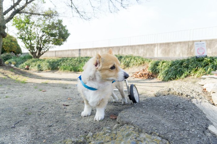 ；車椅子でお散歩するコーギー