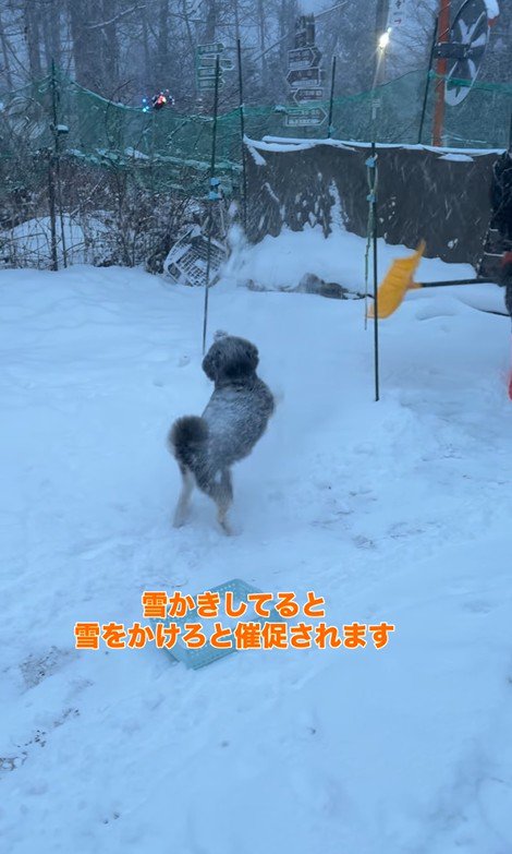 龍之介くんの雪遊び4