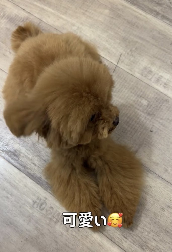 耳が動く犬2