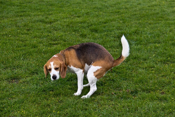 もよおす犬