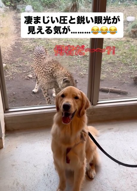 犬とチーター2