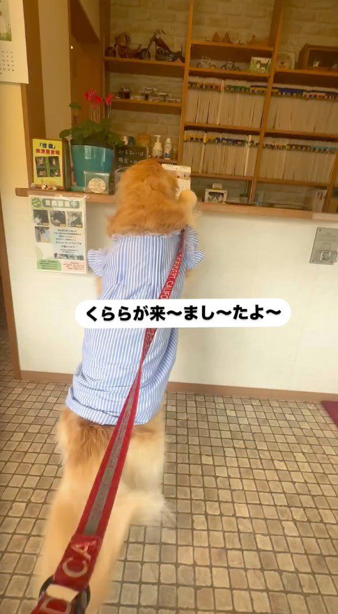 病院の受付の中を覗く犬