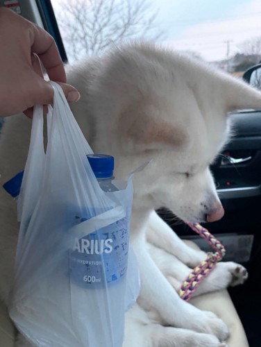 反省する秋田犬