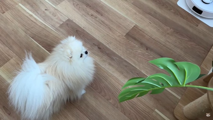 犬の後姿と植物