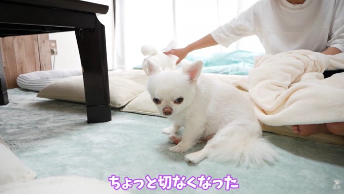 ヤキモチを妬くコハクくん3