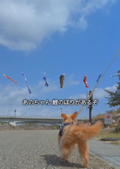 鯉のぼりに向かって走るミックス犬
